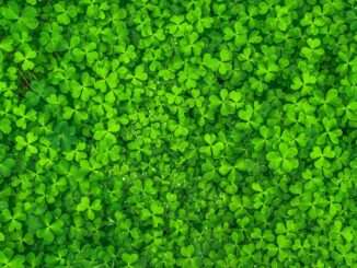 st patricks day gift exchange